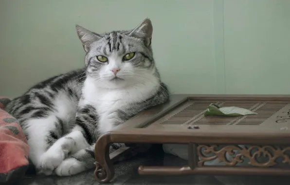 Картинка кошка, кот, взгляд, серый, стена, листок, портрет, лежит, мордашка, столик, зеленые глаза, поднос, табби, белая …