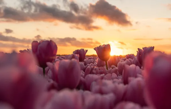 Картинка поле, небо, облака, свет, закат, цветы, весна, тюльпаны, розовые, бутоны, боке, плантация