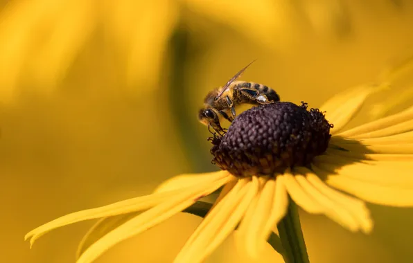 Картинка цветок, макро, желтый, пчела, фон, лепестки, насекомое, пчёлка, рудбекия