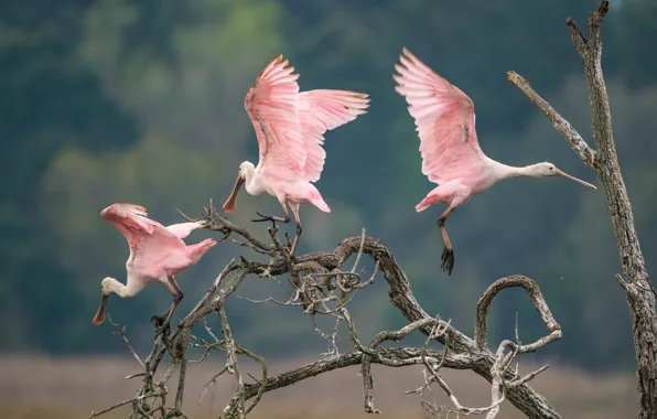 Картинка птицы, ветки, природа, дерево, крылья, коряга, трио, взмах, розовая колпица, розовые колпицы