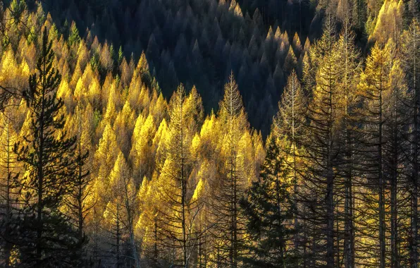 Картинка осень, лес, свет, деревья, горы, природа, стволы, желтые, склон, краски осени, лиственницы
