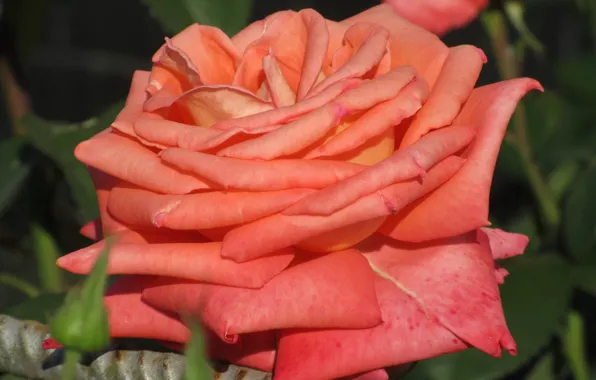Картинка цветок, роза, красота, оранжевая, лепестки, рыжая, 2018, Meduzanol ©