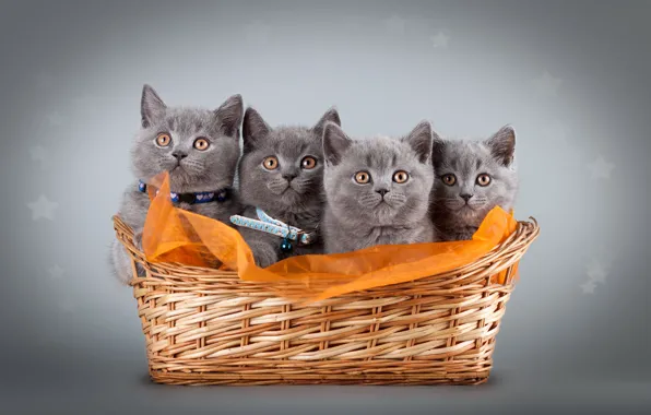 Картинка кошки, котенок, серый, котята, ткань, корзинка, фотосессия, британский, квартет, четыре, ошейники, милые, британские
