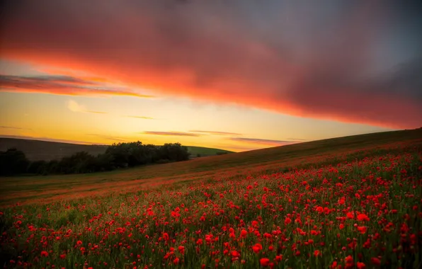 Картинка поле, небо, закат, цветы, маки