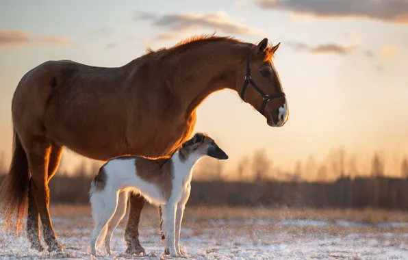 Картинка лошадь, собака, Светлана Писарева