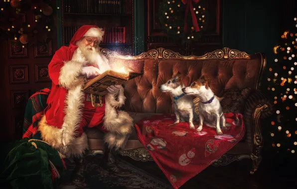 Картинка собаки, взгляд, поза, темный фон, комната, диван, волшебство, две, собака, огоньки, Рождество, Новый год, книга, …