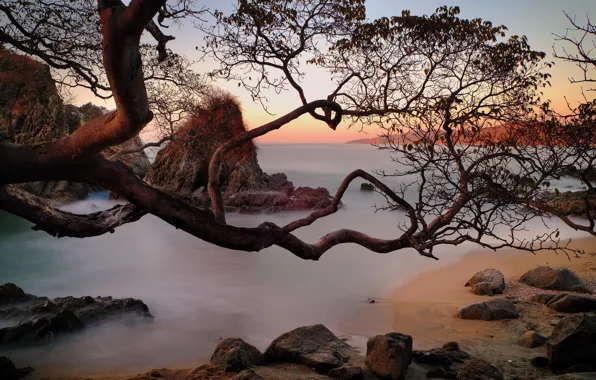 Картинка природа, дерево, побережье
