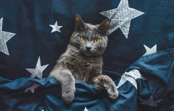 Картинка кошка, кот, взгляд, звезды, поза, темный фон, серый, лапы, постель, лежит, одеяло, мордашка, синий фон, …