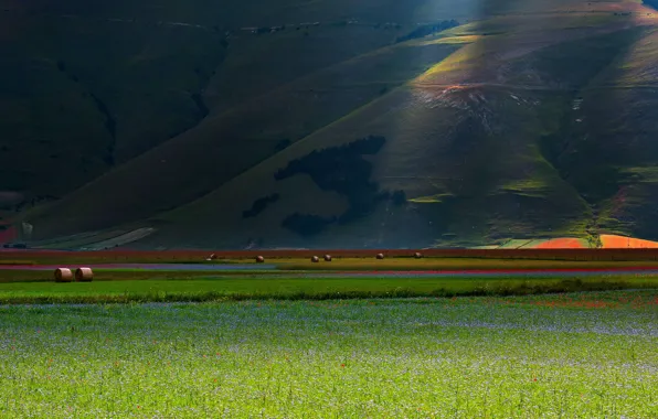 Картинка поле, лето, свет, цветы, склоны, маки, луг, сено, Италия, красные, полевые, синие, много, кипы
