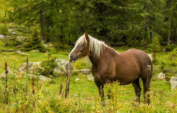 Картинка природа, конь, лошадь