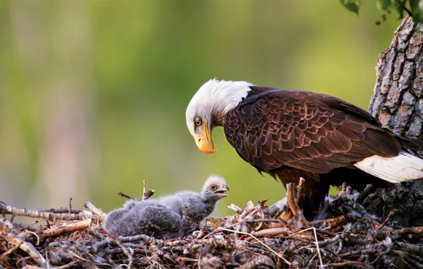 Картинка птица, Аляска, гнездо, США, стервятник, птенец