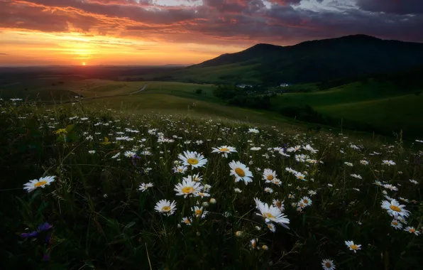 Картинка поле, лето, небо, пейзаж, закат, цветы, горы, тучи, природа, холмы, ромашки, луг, Россия, цветочное поле, …