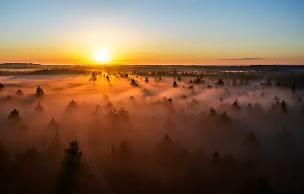 Картинка Lietuva, saulėlydis, rūkas, miškas