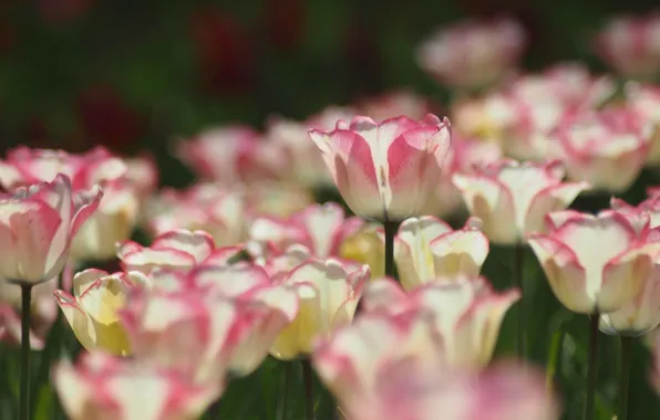 Картинка свет, цветы, размытие, весна, тюльпаны, розовые, белые, бутоны, боке, двухцветные