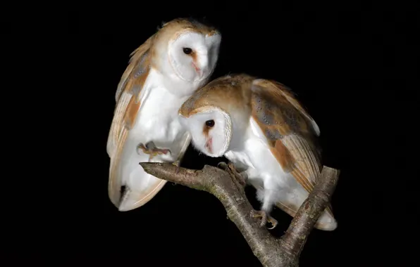 Картинка птицы, природа, Barn Owls