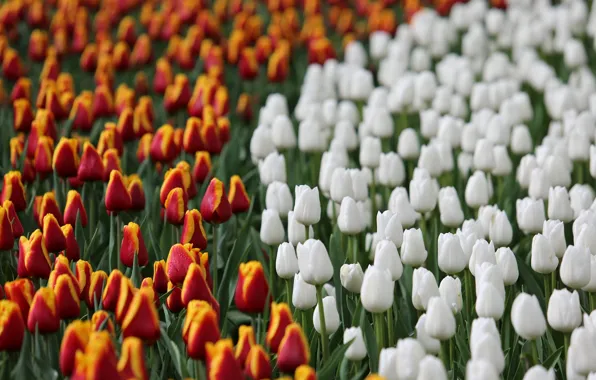 Картинка цветы, поляна, весна, тюльпаны, красные, белые, оранжевые, клумба, много, разные, боке, двухцветные