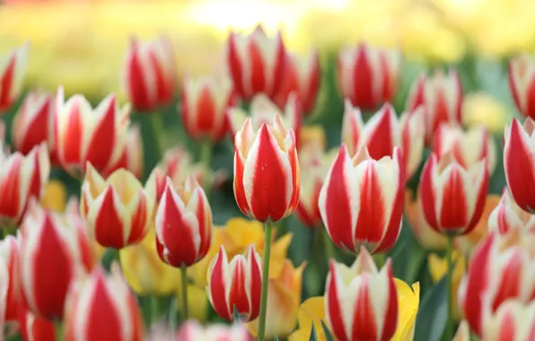 Картинка цветы, весна, тюльпаны, красные, бутоны, клумба, полосатые, двухцветные, с белым