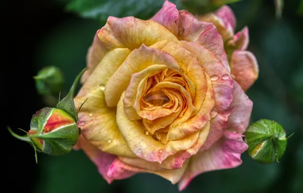 Картинка капли, роса, роза, Gabriele Lаsser