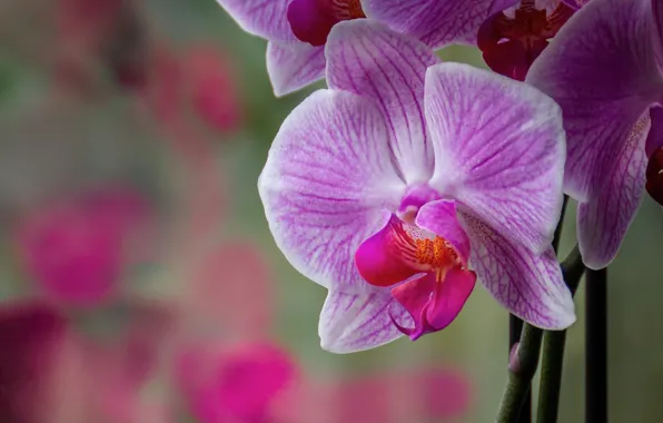 Картинка макро, лепестки, орхидея
