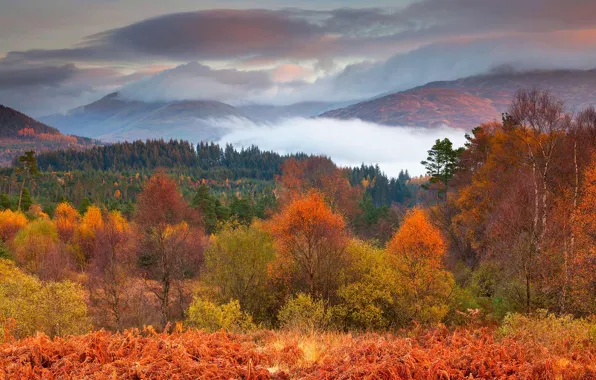 Картинка осень, деревья, горы, Шотландия, Национальный парк Лох Ломонд и Троссачс
