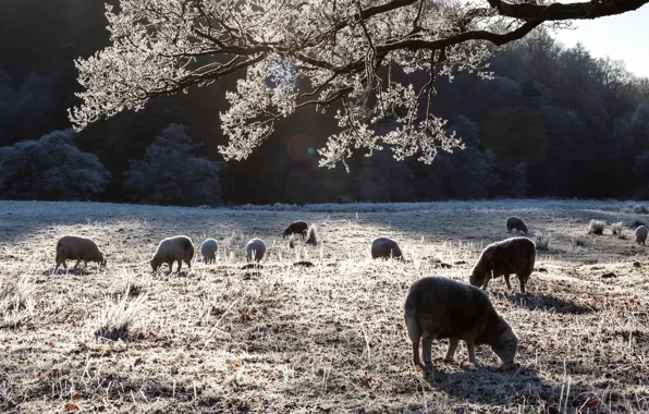 Картинка зима, иней, овцы, пастбище, овечки, стадо