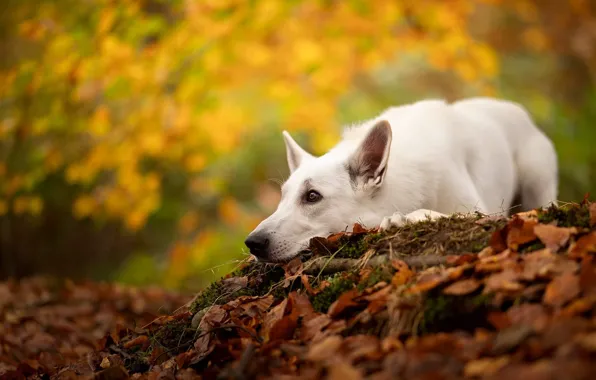 Картинка осень, природа, парк, собака, лежит, белая, осенние листья, швейцарская овчарка, холмик