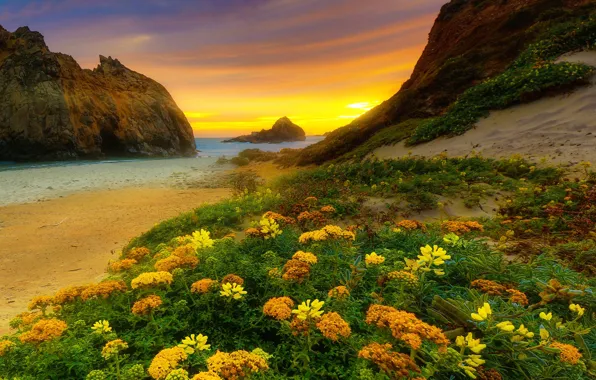 Картинка море, небо, закат, цветы, скалы, берег, Калифорния