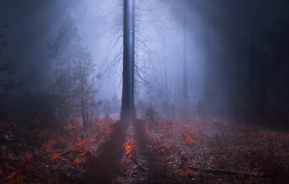 Картинка лес, ночь, природа, туман