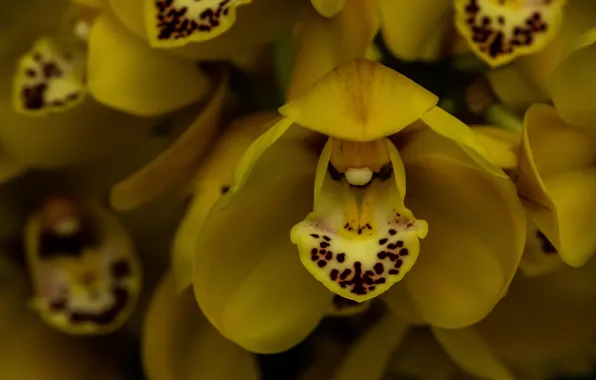 Картинка макро, орхидеи, экзотика, жёлтые