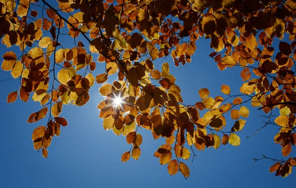 Картинка осень, небо, листья, лучи