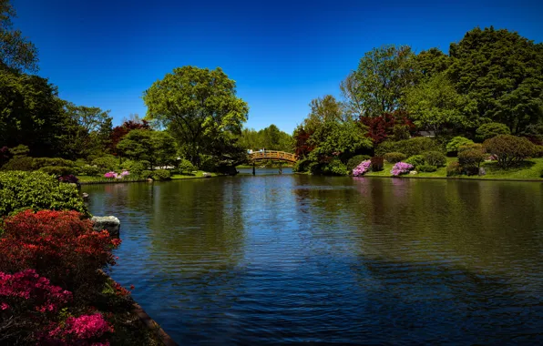 Картинка зелень, небо, солнце, деревья, цветы, мост, пруд, парк, люди, США, кусты, Missouri Botanical Garden