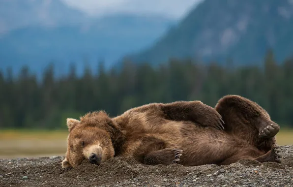 Картинка природа, поза, животное, сон, хищник, медведь, Аляска