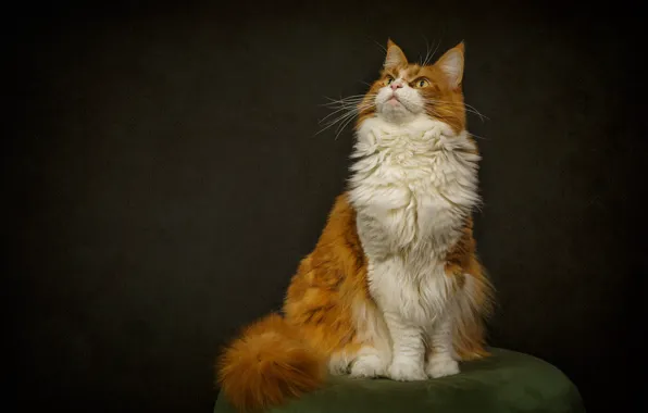 Картинка кошка, кот, взгляд, морда, поза, темный фон, рыжий, сидит, пуфик, смотрит вверх, белая грудка