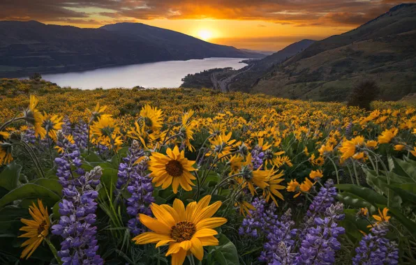 Картинка закат, цветы, горы, река, луг, Орегон, Oregon, Columbia River, люпины, Columbia River Gorge, Река Колумбия, …