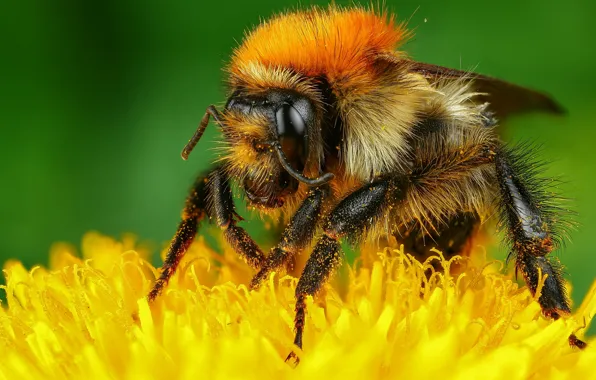 Картинка макро, желтый, зеленый, пчела, фон, пыльца, насекомое, шмель