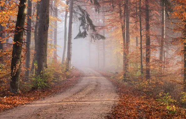 Картинка дорога, осень, лес, ветки, туман, стволы, листва, хвоя, тропинка