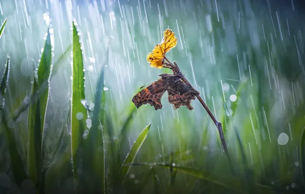 Картинка трава, макро, природа, лист, веточка, дождь, бабочка, боке, Roberto Aldrovandi