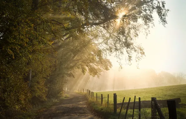 Картинка дорога, поле, лето, солнце, лучи, свет, туман, дерево, ветви, столбы, листва, забор, утро, дорожка, дымка, …