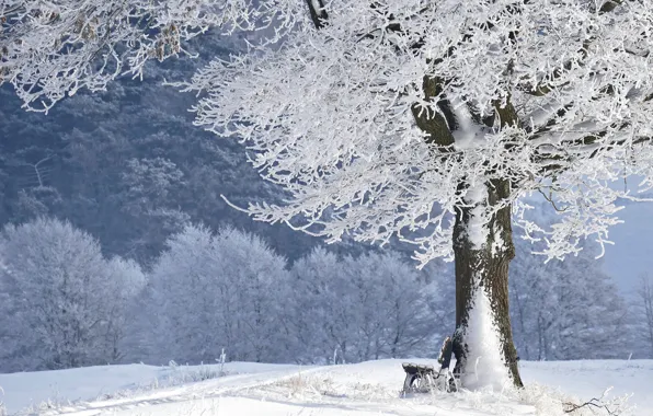 Картинка зима, иней, лес, снег, скамейка, парк, дерево, лавочка, заснеженный