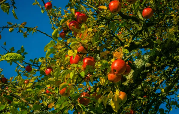 Картинка небо, листья, ветки, синева, яблоки, сад, урожай, плоды, красные, яблоня, висят