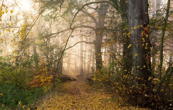 Картинка осень, лес, деревья, ветки, туман, листва, дымка, тропинка