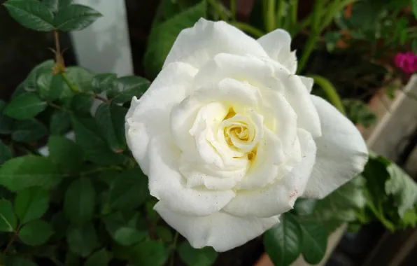 Картинка Роза, Rose, Белая роза, White rose