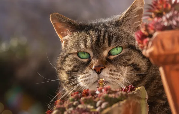 Картинка кошка, кот, взгляд, морда, свет, природа, серый, портрет, сад, полосатый, зеленые глаза, котэ, боке, важный, …
