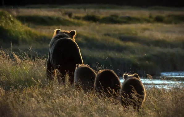 Картинка природа, утро, медведи
