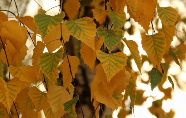 Картинка осень, дерево, Листья