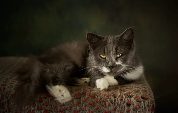 Картинка кошка, кот, взгляд, поза, темный фон, серый, мордочка, дымчатый, лежанка, фотостудия