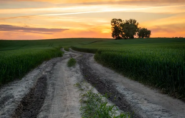 Картинка дорога, пшеница, поле, лето, небо, деревья, закат, вечер, колосья, пшеничное поле