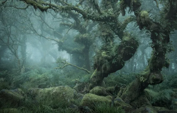 Картинка лес, листья, деревья, ветки, туман, камни, заросли, дымка, кривые, изогнутые, лианы