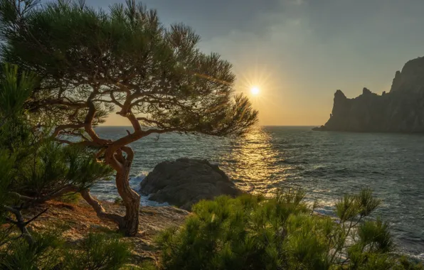 Картинка море, солнце, лучи, пейзаж, природа, дерево, скалы, берег, Крым, Новый Свет