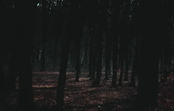 Картинка осень, лунная ночь, настроение осени, прироДА, ночной лес, туман в лесу, ночь в лесу